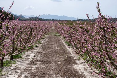 Badem ağaçlarından oluşan bir bahçeye uzanan düz toprak yol bulutlu bir gökyüzünün altındaki dağlar. Yüksek kalite fotoğraf