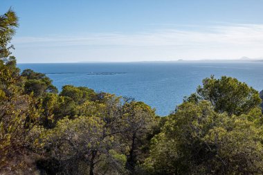 İspanya kıyıları çam ağaçlarından oluşan bir gölgelik boyunca uzanır, ufukta berrak bir gökyüzünün altında, uzak bir kara parçasıyla sakin mavi bir deniz görür. Yüksek kalite fotoğraf