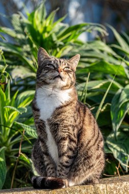 Yumuşak, beyaz önlüklü mutlu tekir kedi. Güneşin altında bir bahçeye kurulmuş. Huzurlu bir rahatlama resmi. Yüksek kalite fotoğraf