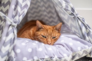 Kızıl kedi rahat, desenli çadır yatağında yuva yapar, konforu ve modern hayvan tasarımını somutlaştırır. Yüksek kalite fotoğraf