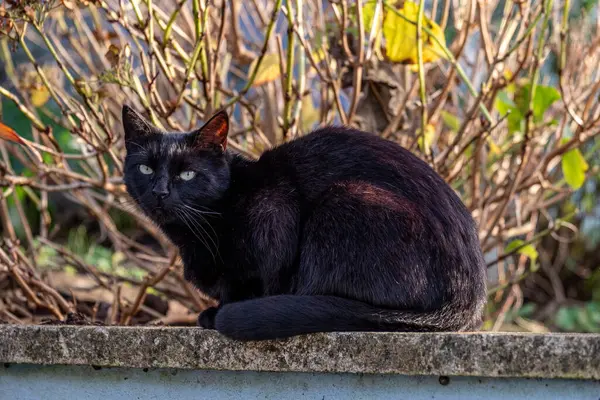 Kara kedi, sonbahar dallarının arkasına kıvrılmış yalnızlık portresi ve değişen mevsimler. Yüksek kalite fotoğraf