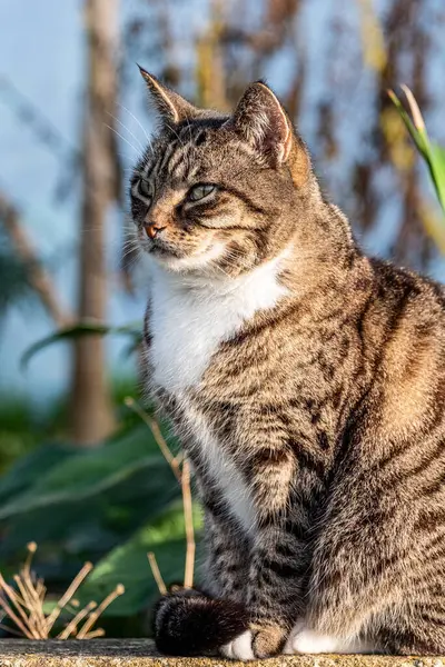 Uyanık tekir kedi arka planda bulanık duruyor. Lüks kedi yaşam alanlarını tanıtmak için ideal. Yüksek kalite fotoğraf