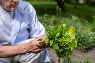 Man inspecting freshly picked lettuce and herbs in a garden, the image highlighting personal involvement in organic gardening. High quality photo clipart