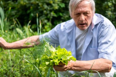 Yeşillik, marul ve bitkileri inceleyerek organik bahçeler ve sağlıkla ilgilendi. Yüksek kalite fotoğraf