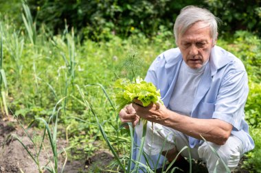 Mavi gömlekli gururlu yaşlı bir vatandaş elinde sebzelerle çiftlikten masaya konuyor. Yüksek kalite fotoğraf