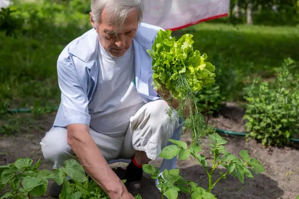 White haired man in a blue shirt gardening, nurturing a head of lettuce, highlighting sustainable living practices. High quality photo
