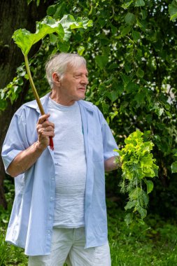 Neşeli yaşlı bir adam gururla elinde bir bahçe aleti ve taze marul tutuyor, yemyeşil çimlerin arasında duruyor. Yüksek kalite fotoğraf