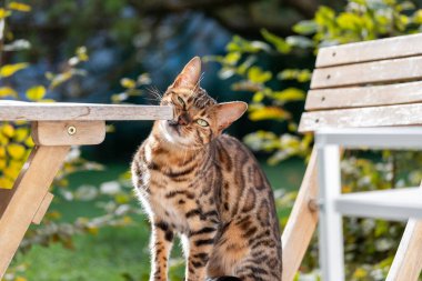 Egzotik bir Bengal kedisi şık bir şekilde açık havada, lüks hayvan yaşam tarzı ve ayrıcalığı somutlaştırarak çoğunlukla lüks hayvan ürünleri ve gurme yemekleriyle ilişkilendirilir. Yüksek kalite fotoğraf