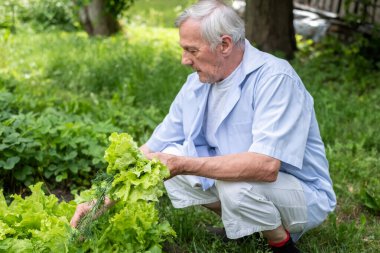 Sıradan giyinmiş, bahçe sebzeleriyle ilgilenen olgun bir adam. Uzakta bir ev hayatı var. Huzurlu kırsal yaşamın özünü yakalıyor. Yüksek kalite fotoğraf