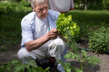 Konsantre olmuş yaşlı bahçıvan bahçedeki bir marul bitkisinin yapraklarını nazikçe inceliyor. Yüksek kalite fotoğraf