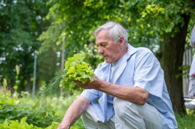 Kıdemli bahçıvan taze marulu teftiş ediyor. Çamaşır asıyor ve arka planda kırsal bir kulübe var. Emeklilik ve sürdürülebilir yaşam temaları için mükemmel. Yüksek kalite fotoğraf