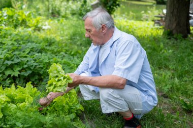 Beyaz gömlekli bir beyefendi bahçesinde çömelmiş yeşil marul yapraklarına yakından bakıyor. Organik tarım ve yaşlıların sağlığını tasvir etmek için ideal. Yüksek kalite fotoğraf