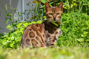 Bengal kedisi yeşil çimlerde oturuyor, evcil hayvan sağlıklı, canlı görünüyor, evcil hayvan bakımı ve sağlık konseptini gösteriyor.