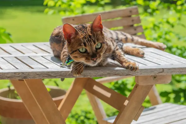 Bengal kedisi, evcil hayvan bakımı kavramının önemini vurgulayarak gün ışığının altındaki ahşap açık masa üzerinde dinleniyor.
