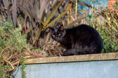 Bahçe duvarında dinlenen siyah kedi renkli bitkiler ve yeşillikler arasında açık hava sükuneti konsepti için