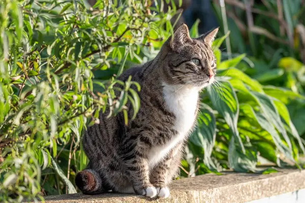Bahçede bir kedi yuvası, yemyeşil ve güneş ışığı altında bitkilerle çevrili, huzurlu kedi anı konsepti.