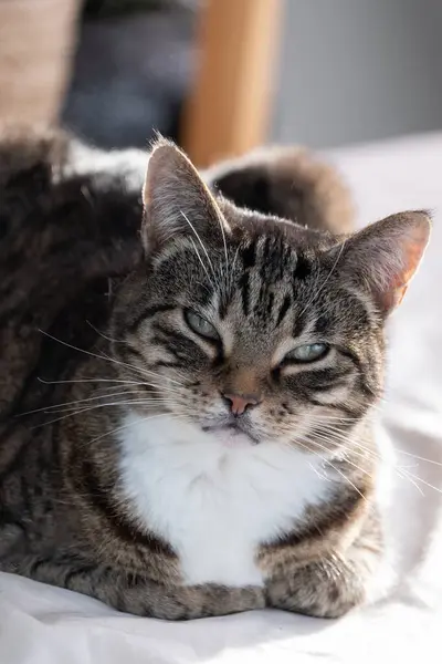 Yeşil gözlü çizgili kedi rahat beyaz yatakta uzanıyor güneş ışığının tadını çıkarıyor, evcil hayvan konseptinin keyfine varıyor.