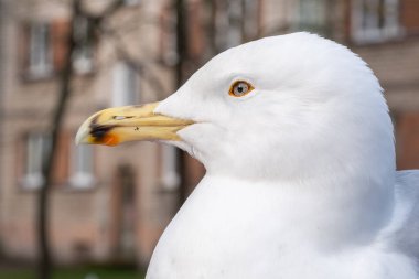 A seagull stands prominently with its white feathers glistening in the sunlight, showcasing its vibrant yellow beak, set against a backdrop of residential buildings. clipart