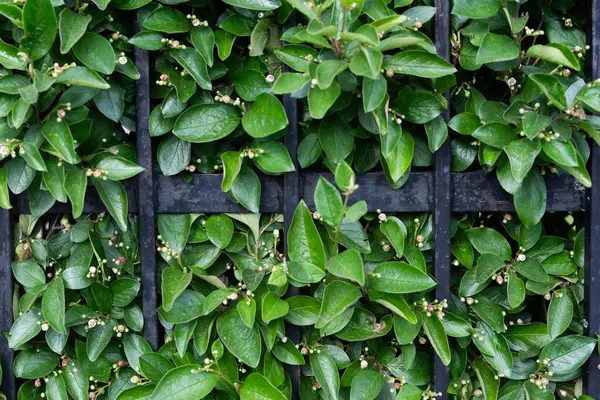Canlı yeşil yapraklar, sağlam bir siyah metal çite tırmanıp huzurlu bir bahçede doğal bir bariyer oluştururken görülüyor. Hassas tomurcuklar yapraklar arasında görünür..