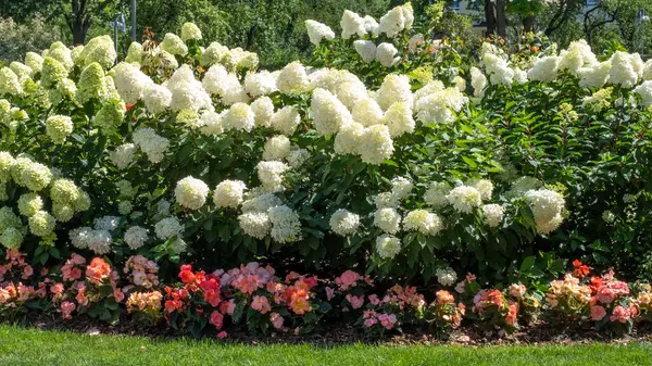 Renkli begonyalarla çevrili beyaz ortancalar açan yemyeşil bir bahçe sergisi sıcak ve güneşli bir günde pitoresk bir ortam yaratıyor..