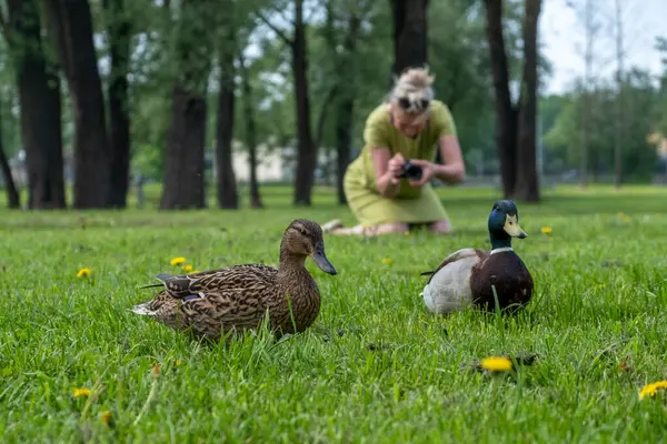 Bir kadın çimenlerin üzerinde diz çöker, açık gökyüzünün altında karahindiba ile dolu canlı bir parkta dinlenen iki ördeğin resimlerini çekmeye odaklanır..