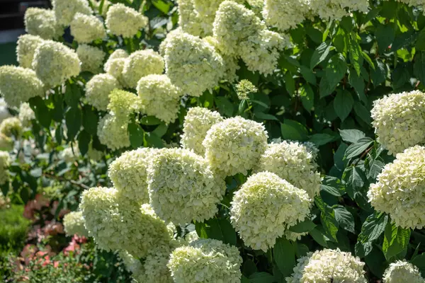 Canlı beyaz ortancalar yemyeşil bir bahçede bol bol çiçek açarlar. Çiçekler sıcak yaz güneşinin altında gelişir, yeşilliklerle çevrilidir..