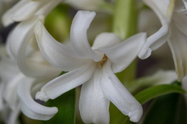 Bu zarif beyaz çiçekler baharda çiçek açar. Karmaşık taç yaprakları ve bahçedeki güzelliklerini artıran canlı yeşil yapraklar sergiler..