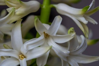 Bir grup narin beyaz çiçek karmaşık yapraklarını sergiler, bereketli bir bahçede baharın özünü yakalar. İnce görünüşü büyüleyici ve ferahlatıcı..