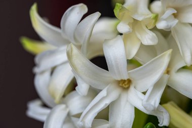 İnce yapraklarla bembeyaz çiçekler açarak narin yapılarını ve taze görünüşlerini vurgulayarak baharın doğadaki güzelliğinin özünü yakalıyor..