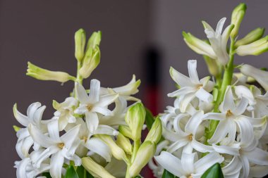 Beyaz çiçeklerden oluşan güzel bir düzenleme, karmaşık taç yapraklarını ve yeşil tomurcuklarını sergiliyor, kapalı ortama biraz zarafet katıyor ve sükunet hissi uyandırıyor..