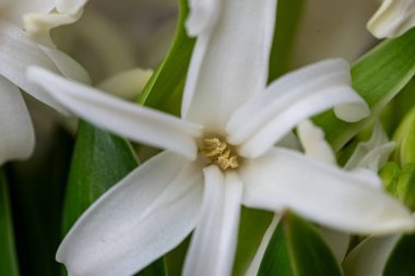 A stunning close-up captures delicate white flowers emerging among vibrant green leaves, highlighting the beauty of nature in spring. clipart