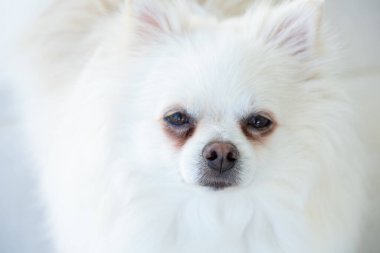 Bu tüylü beyaz köpek düşünceli bir ifadeyle doğrudan izleyiciye bakıyor. Yumuşak kürkü ve parlak gözleri büyüleyici görünümünü daha iyi aydınlatıyor..