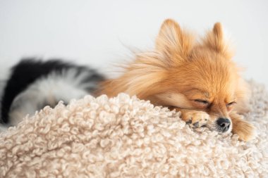 Kabarık tüylü bir Pomeranya 'lı, gözleri kapalı, yumuşak, dokulu bir battaniyenin üzerinde rahat bir şekilde uyur ve sessiz bir dinlenme anının tadını çıkarır..