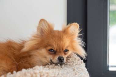 Yumuşak bir yatakta gevşeyen tüylü bir Pomeranya 'lı yakındaki bir pencereden içeri giren güneş ışığının tadını çıkarıyor. Sakin atmosfer onun sakin tavrına ekleniyor..