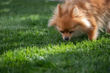 Pomeranya 'lı bir köpek, gün ışığında bahçedeki canlı yeşil çimenleri koklayarak meraklı doğasını ve neşeli ruhunu sergiliyor..