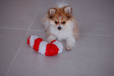 Tüylü tüylü küçük bir köpek yavrusu ilginç bir şekilde kırmızı ve beyaz çizgili çiğneme oyuncağına yaklaşır. Parlak bir iç mekan ortamında, oyuncu doğasını gözler önüne serer..