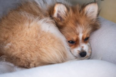 Yumuşak bir yüzey üzerinde dinlenen tüylü bir köpek rahat bir şekilde kıvrılır. Hayvan huzurlu görünüyor, kapalı bir ortamda huzurlu bir anın tadını çıkarıyor..