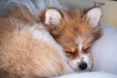 Sevimli köpek yavrusu rahat bir pozisyonda kıvrılıp başını battaniyeye yaslar ve huzurlu bir uyku çeker. Sıcak, huzurlu bir yerde..