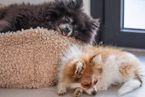 Parlak bir kapalı alanda, iki Pomeranyalı birlikte dinleniyor. Bir köpek konforlu bir yatakta rahatça yatarken diğeri sessizce yakınlardaki zemini keşfediyor..