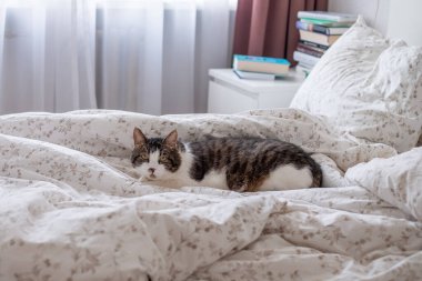 Rahatlamış bir kedi, çiçeklerle bezeli bir yatakta, kitaplarla dolu sıcak ve davetkar bir odada güneşli bir sabahın tadını çıkarırken rahatça yatar..
