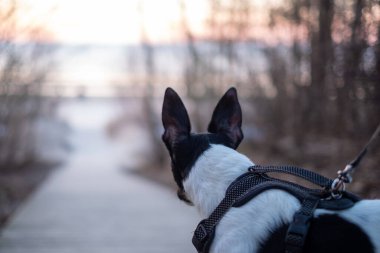 Neşeli kulakları olan meraklı bir köpek gün batımında sahil kenarında yürürken sakin bir atmosfer yaratıyor..