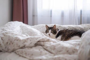 Rahat bir kedi dağınık bir yatakta rahat bir şekilde uzanır, perdelerin arasından süzülen güneş ışığının sıcaklığının tadını çıkarır. Oda sakin ve davetkar..