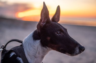 A black and white dog stands on the beach, looking away as the sun sets. The sky is painted in warm hues, creating a serene atmosphere for a peaceful evening. clipart