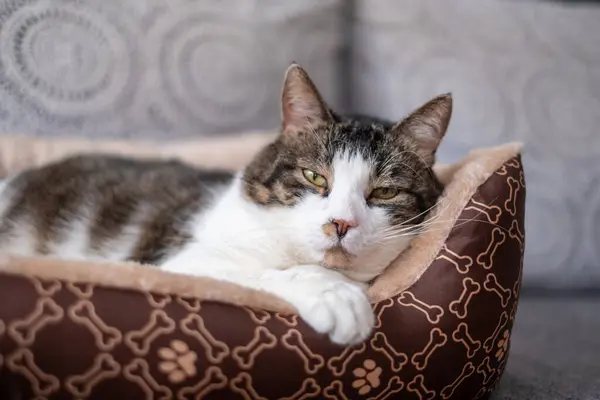 Bir tekir kedi lüks bir evcil hayvan yatağında tembelce dinlenir, öğleden sonra güneşinin sıcaklığında güneşlenir. Rahatlamış ifadesi rahat bir iç mekan ortamında memnuniyet ve rahatlığı ortaya koyuyor..