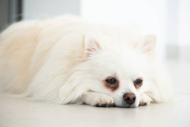 Yumuşak beyaz bir köpek, açık bir zeminde rahat bir şekilde uzanıyor, kahverengi gözleri huzur içinde bakıyor. Evlerin içi aydınlık, o anın sakin atmosferini arttırır..