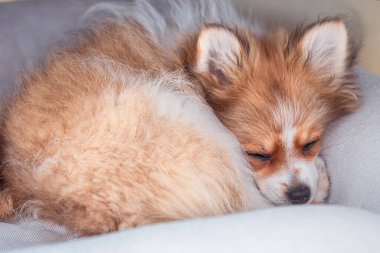 Küçük Pomeranya köpek yavrusu sıkıca kıvrılır, başını yumuşak bir yastığa koyar, öğleden sonra ışığının yumuşak sıcaklığında güneşlenir..