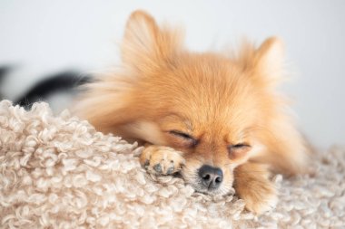 Yumuşak bir battaniyeye uzanmış tüylü bir Pomeranya köpeği, gözleri huzurlu bir uykuya dalmış, parlak ve davetkar bir iç mekanla çevrili..