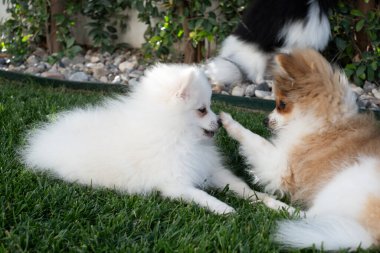 İki pomeranya yavrusu canlı yeşil bir çimenlikte eğlenceli bir etkileşim içindeler. Bir köpek yavrusu diğerini nazikçe dürterek güneşli bir öğleden sonra neşeli bir atmosfer yaratır..