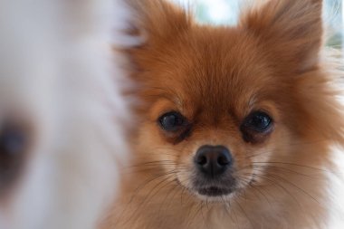 Kabarık tüylü bir pomeranian köpeği, parlak kürkü ve etkileyici gözleri dikkatleri üzerine çeker. Neşeli köpek meraklı görünüyor, sıcak atmosfere cazibe katıyor..
