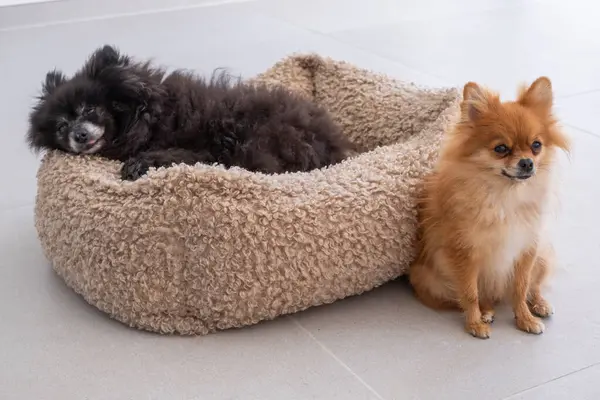 İki küçük köpek kapalı bir yerde yakalanır, biri yumuşak bir yatakta rahat bir şekilde yatarken diğeri yakınlarda oturur, her ikisi de anın huzurunun tadını çıkarırlar..